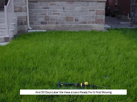 Lawn Care - Weed & Feed Programs - Lawn Restoration Pkgs - Photo 7