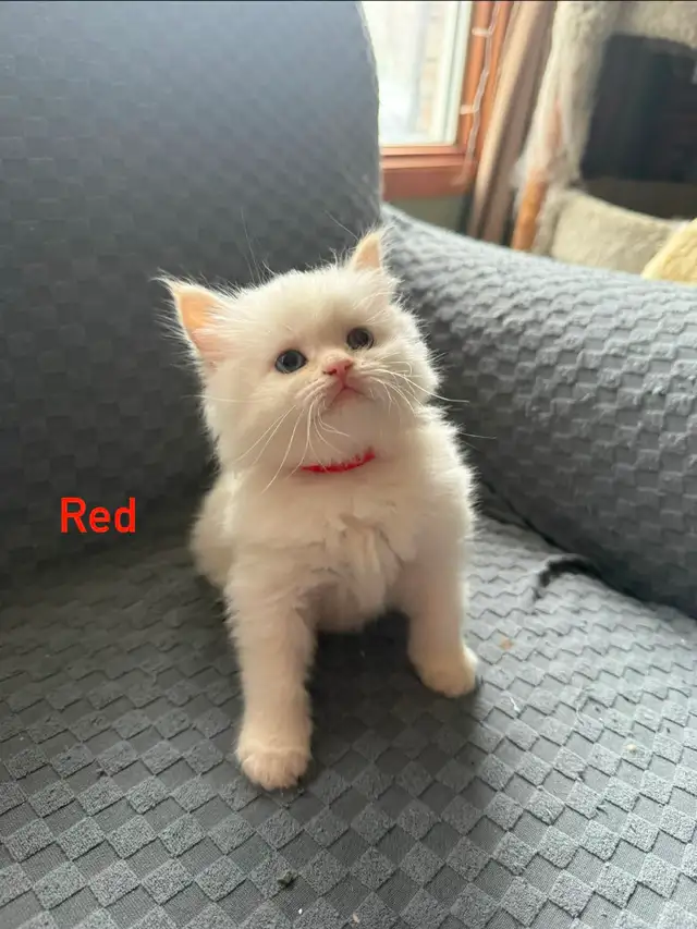 Beautiful pair of Flame Point Himalayan kittens