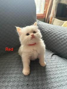 Beautiful pair of Flame Point Himalayan kittens