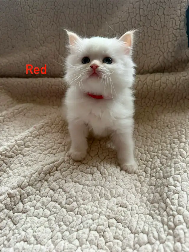 Beautiful pair of Flame Point Himalayan kittens - Photo 3