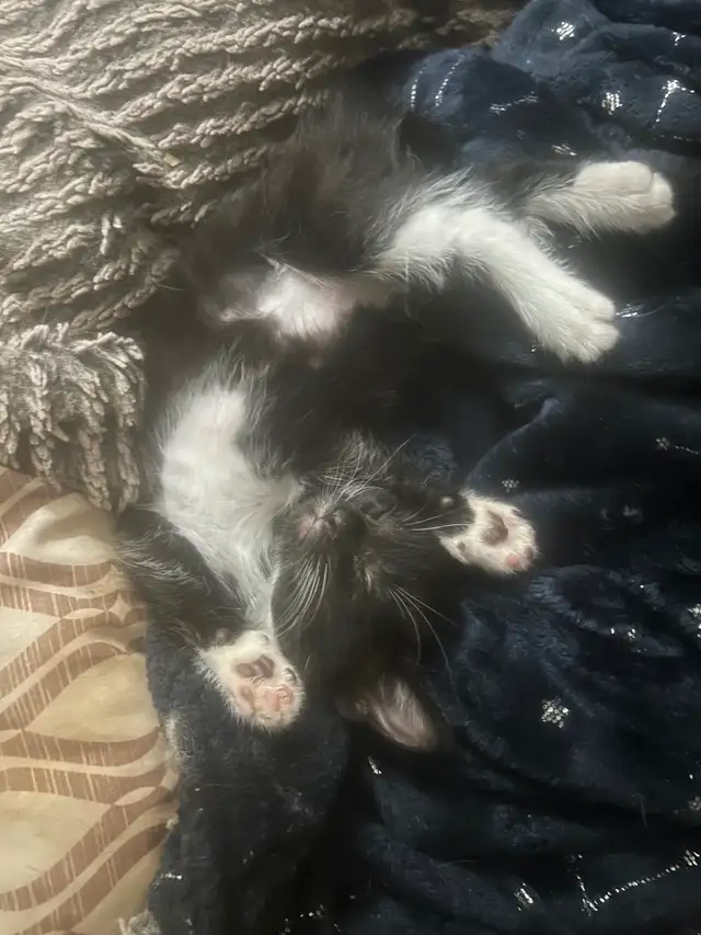 Two female tuxedo kittens looking for a great home !