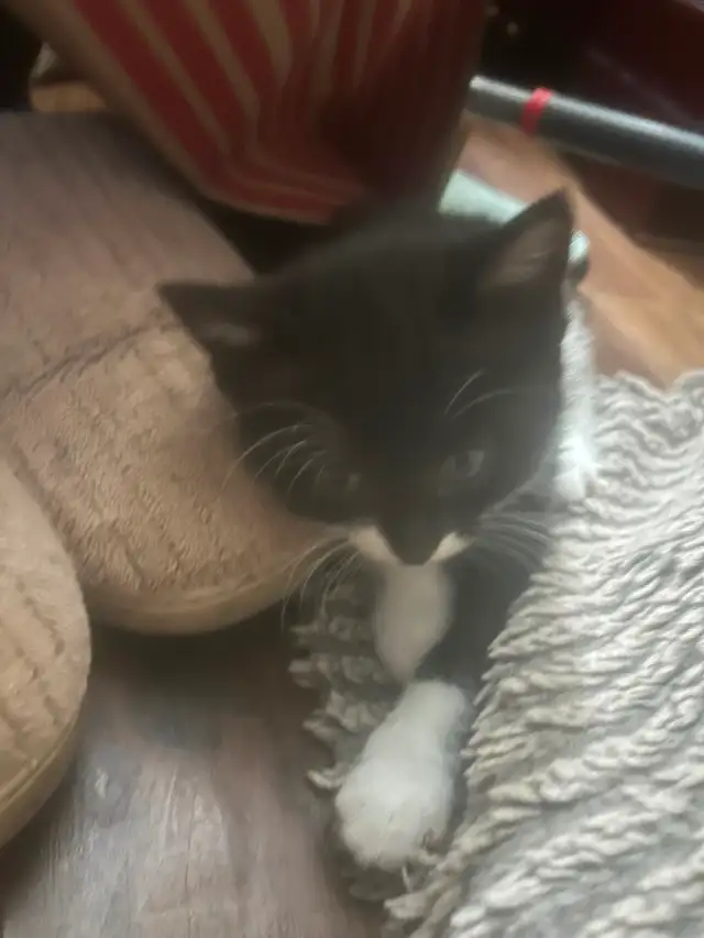 Two female tuxedo kittens looking for a great home ! - Photo 2