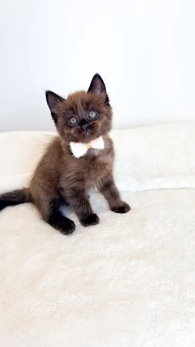 TICA registered Ragdoll kittens, Rare Sepias - Photo 3