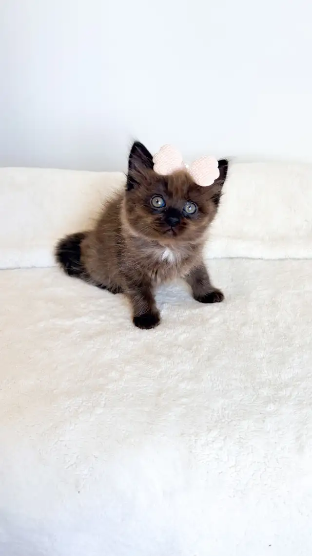 TICA registered Ragdoll kittens, Rare Sepias - Photo 5