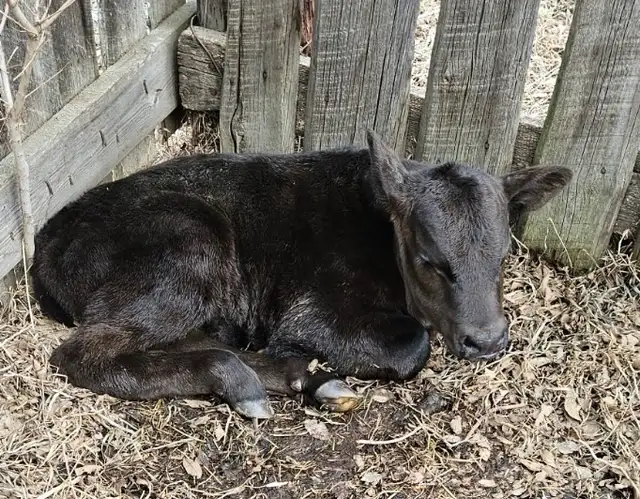 Angus Bull Calf