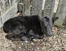 Angus Bull Calf