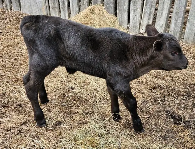Angus Bull Calf - Photo 2