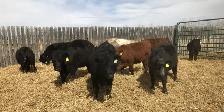 Open replacement heifers