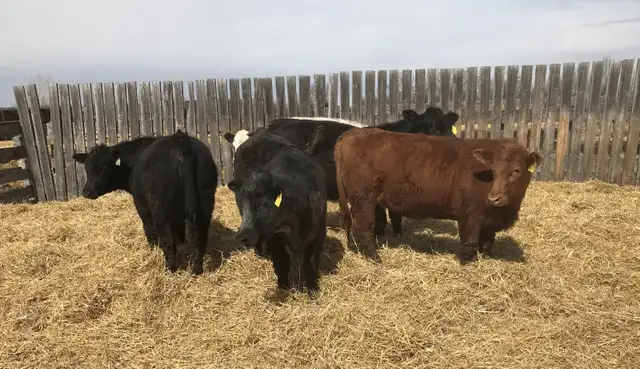 Open replacement heifers - Photo 2