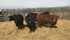 Open replacement heifers - Photo 2
