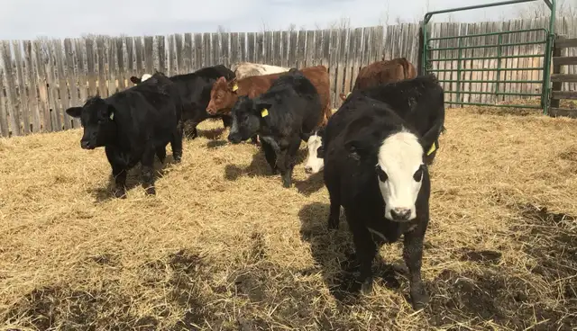 Open replacement heifers - Photo 3