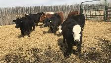 Open replacement heifers - Photo 3