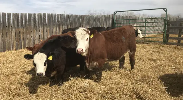 Open replacement heifers - Photo 4