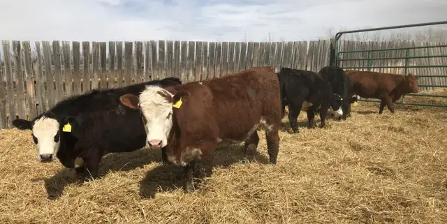 Open replacement heifers - Photo 5