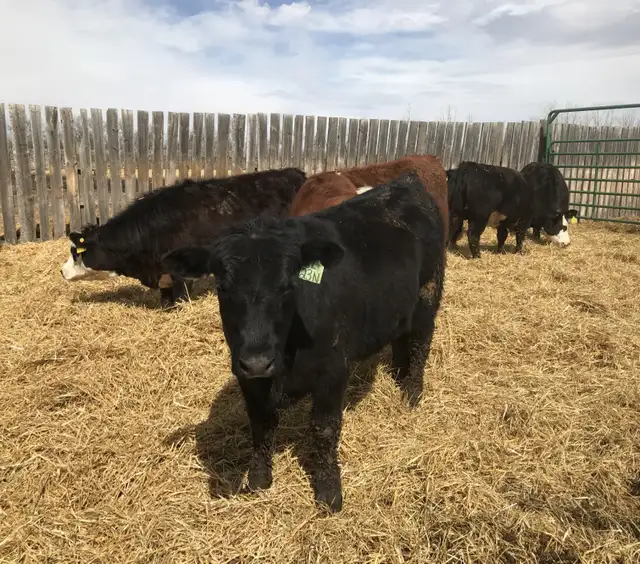 Open replacement heifers - Photo 6