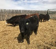 Open replacement heifers - Photo 6
