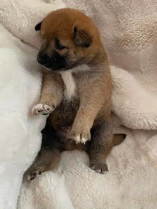 Shiba Inu
