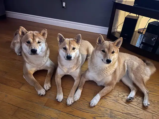 Shiba Inu - Photo 9