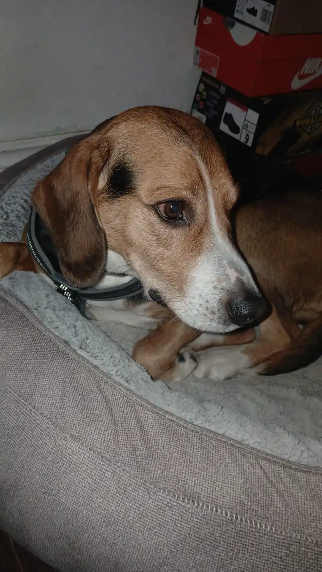 Travelling Soon? Dog Boarding Mississauga | Home Dog Sitting - Photo 4