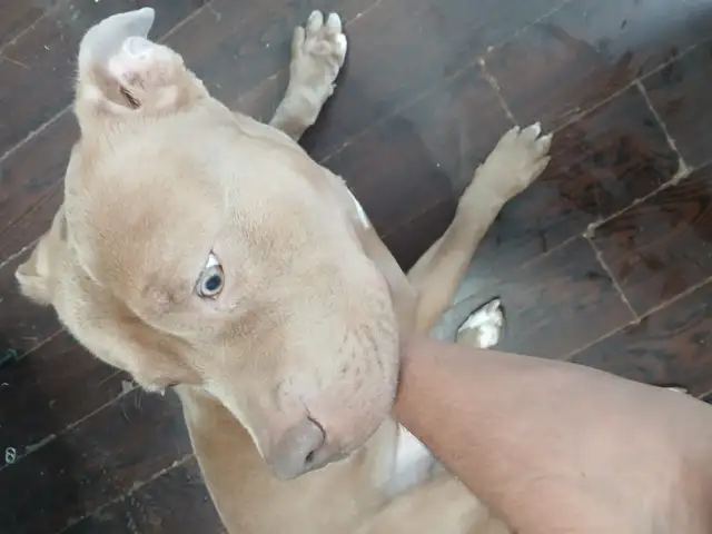 Dog Boarding Mississauga Home Dog Boarding & Pet Sitting Near u - Photo 3