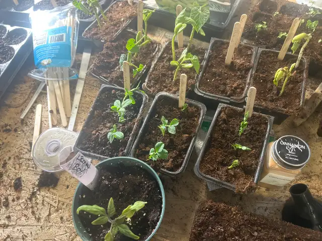 locally grown fresh plants