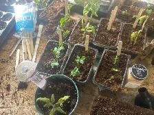 locally grown fresh plants