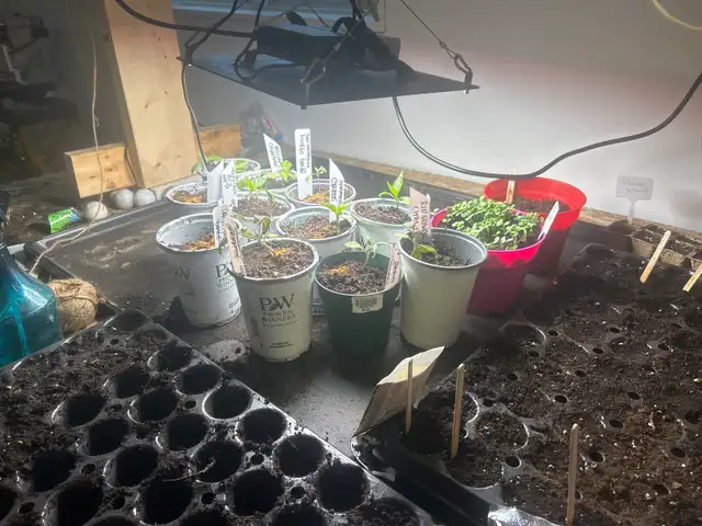 locally grown fresh plants - Photo 2