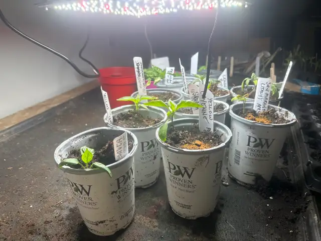 locally grown fresh plants - Photo 3