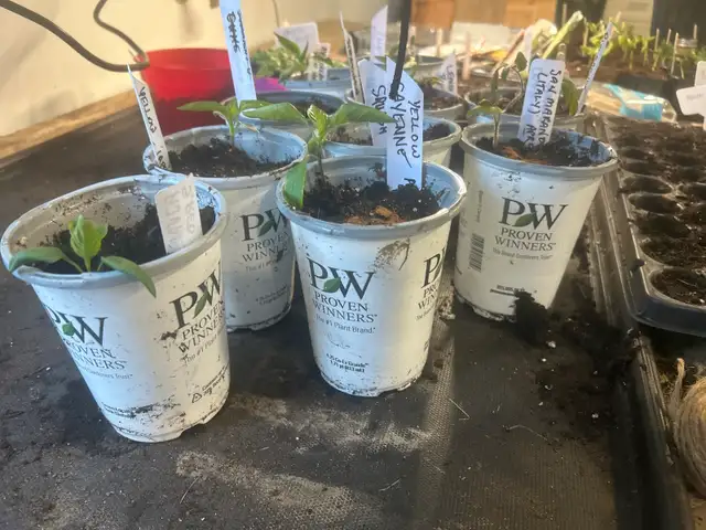 locally grown fresh plants - Photo 4