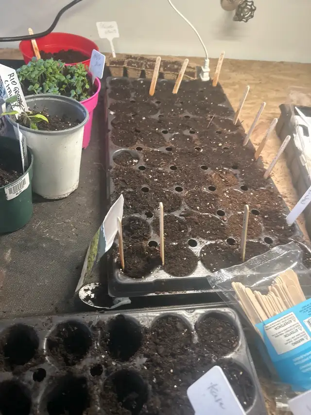 locally grown fresh plants - Photo 5