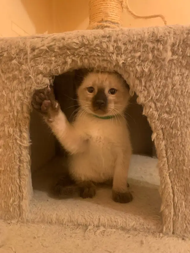 Beautiful Siamese Kittens