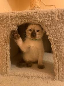 Beautiful Siamese Kittens