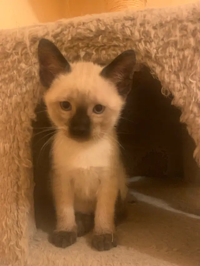 Beautiful Siamese Kittens - Photo 2