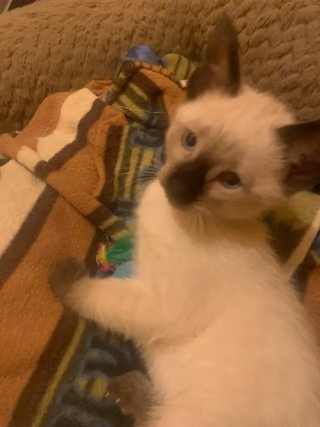 Beautiful Siamese Kittens - Photo 3