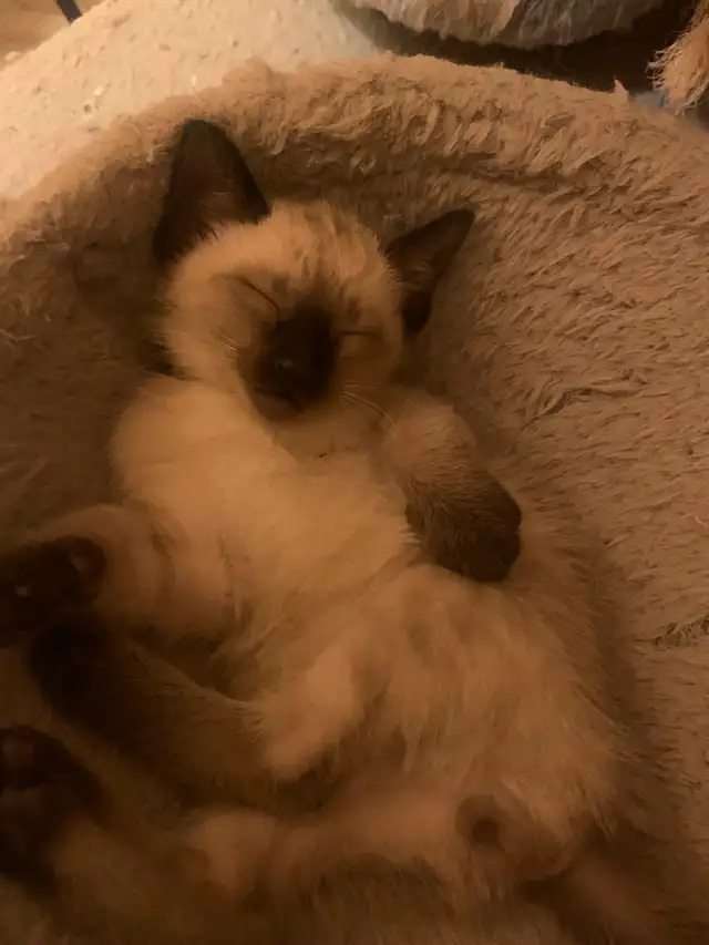 Beautiful Siamese Kittens - Photo 4