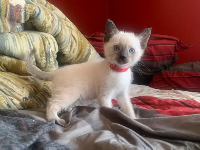 Beautiful Siamese Kittens - Photo 5