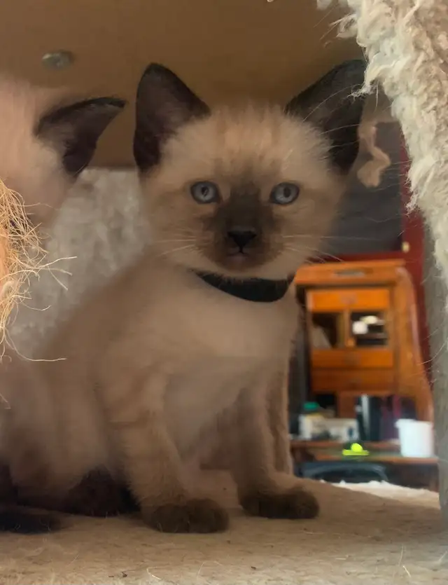 Beautiful Siamese Kittens - Photo 6