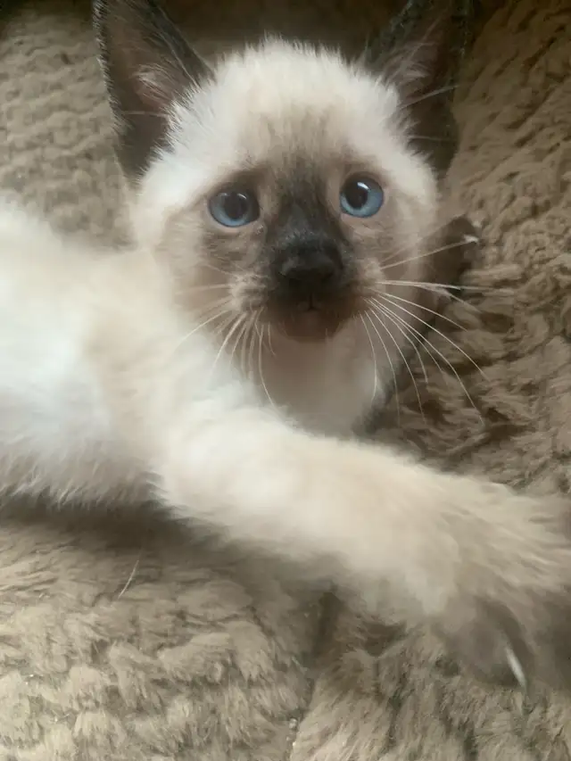 Beautiful Siamese Kittens - Photo 7