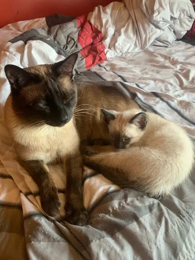 Beautiful Siamese Kittens - Photo 8