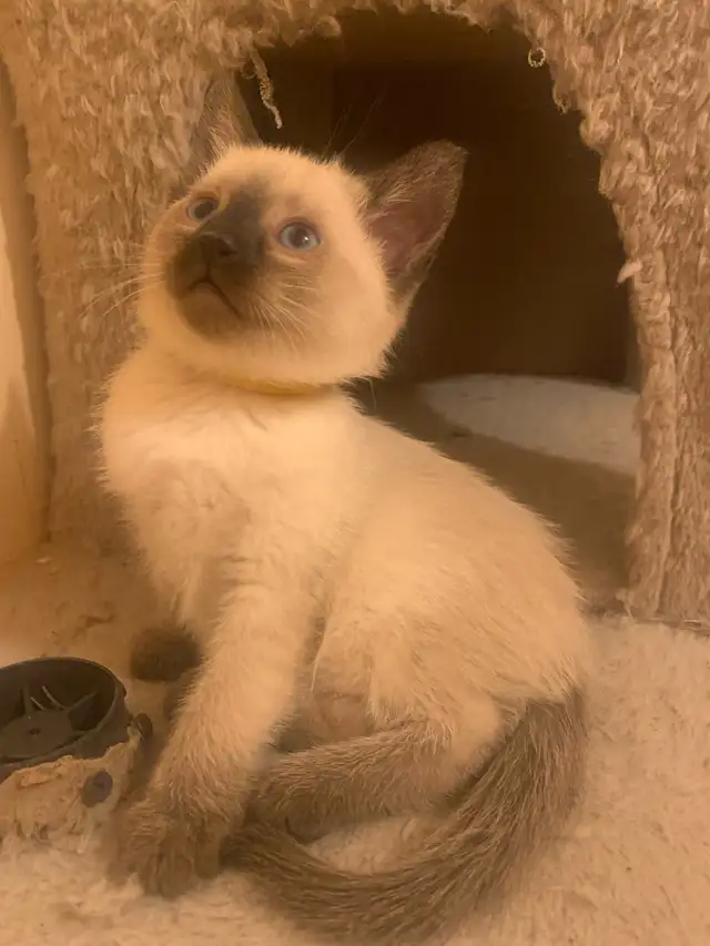 Beautiful Siamese Kittens - Photo 9