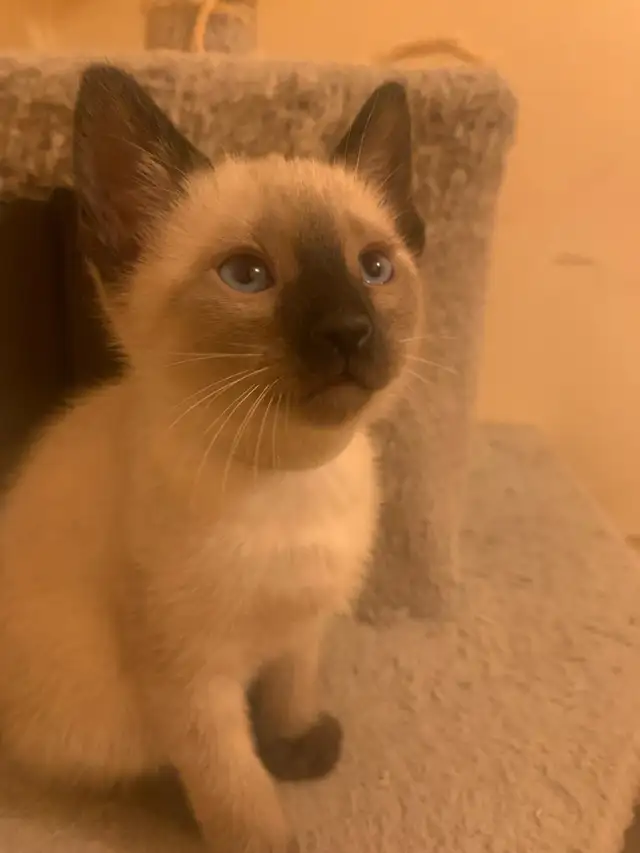 Beautiful Siamese Kittens - Photo 10