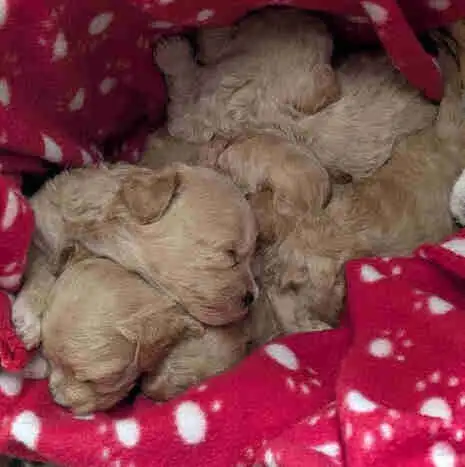 ♥️ GORGEOUS APRICOT MALTIPOOS ♥️