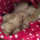 ♥️ GORGEOUS APRICOT MALTIPOOS ♥️