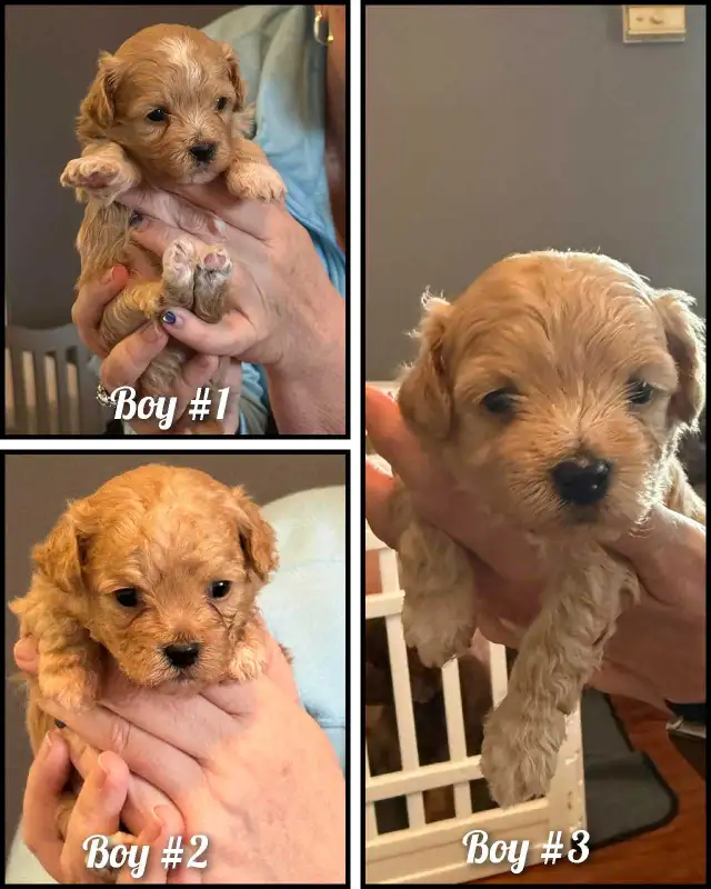 ♥️ GORGEOUS APRICOT MALTIPOOS ♥️ - Photo 2