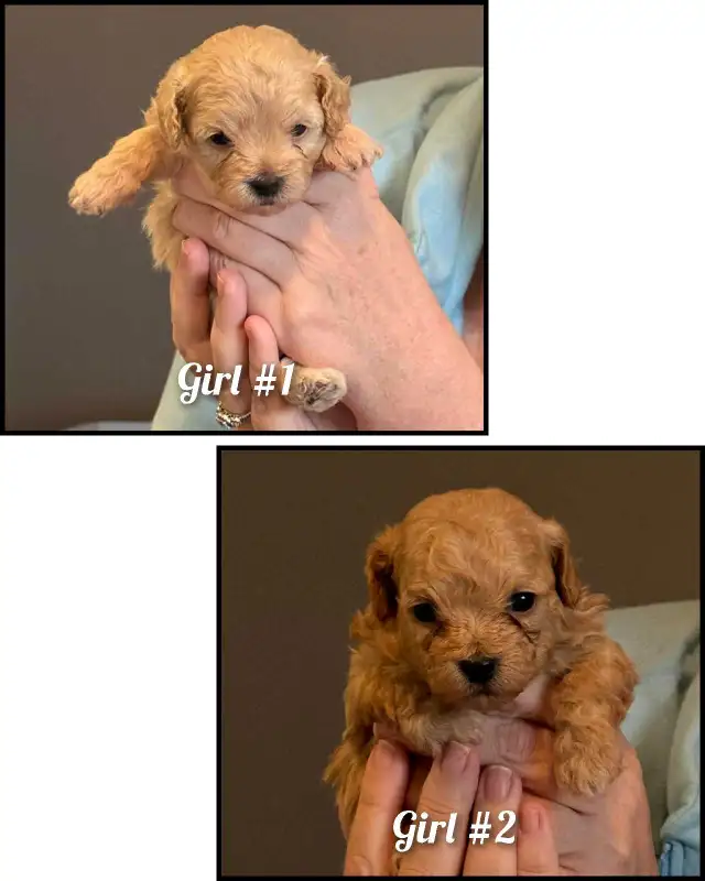 ♥️ GORGEOUS APRICOT MALTIPOOS ♥️ - Photo 3