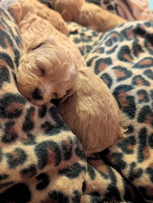 ♥️ GORGEOUS APRICOT MALTIPOOS ♥️ - Photo 4