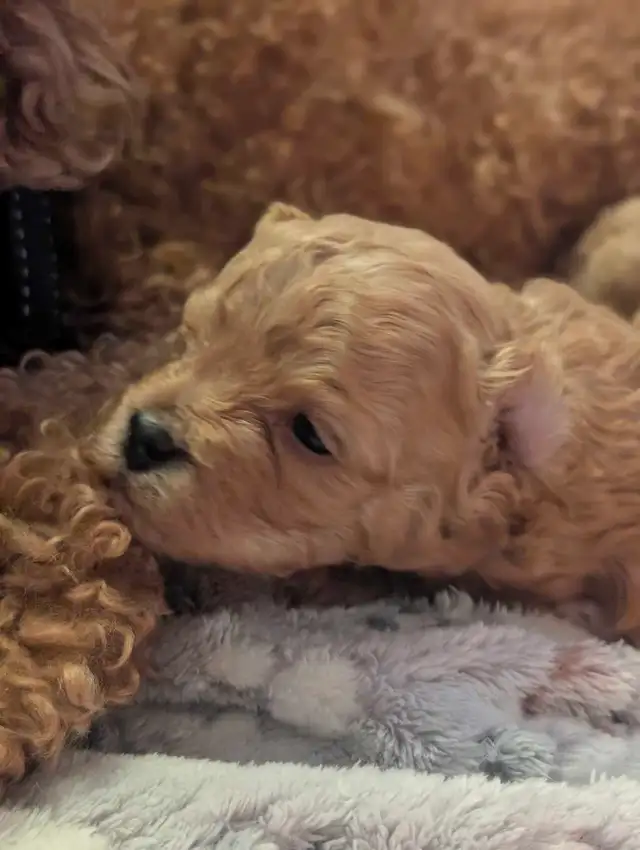 ♥️ GORGEOUS APRICOT MALTIPOOS ♥️ - Photo 5