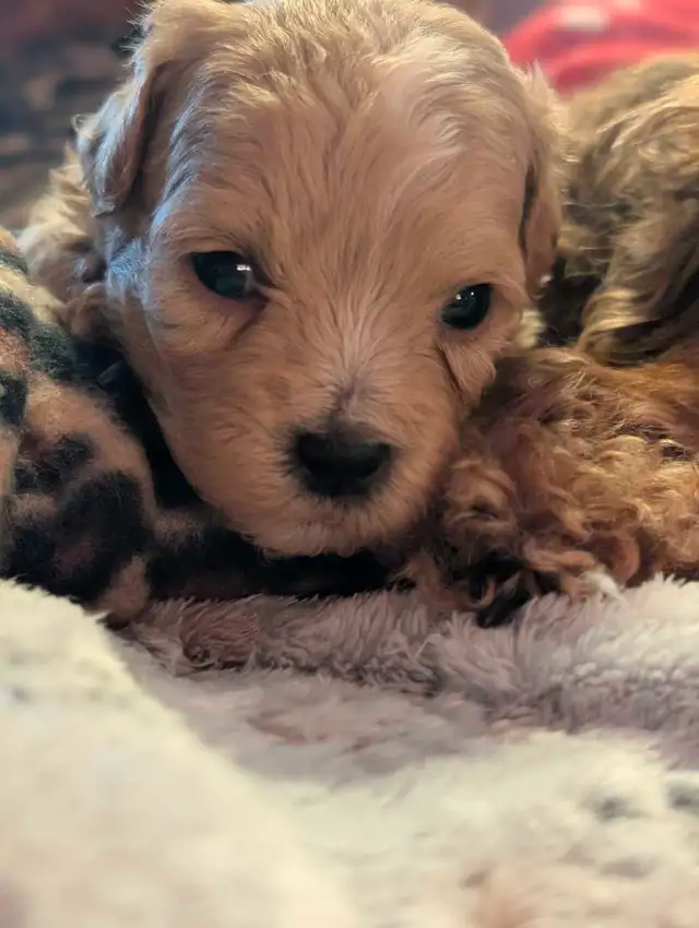 ♥️ GORGEOUS APRICOT MALTIPOOS ♥️ - Photo 6