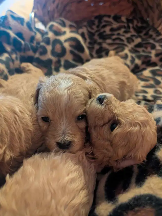 ♥️ GORGEOUS APRICOT MALTIPOOS ♥️ - Photo 7