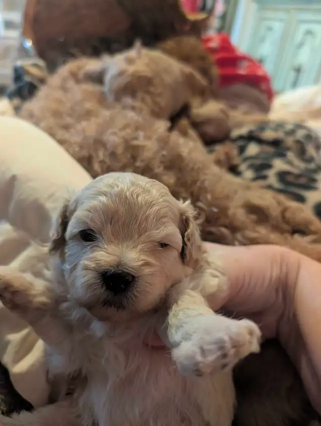 ♥️ GORGEOUS APRICOT MALTIPOOS ♥️ - Photo 8